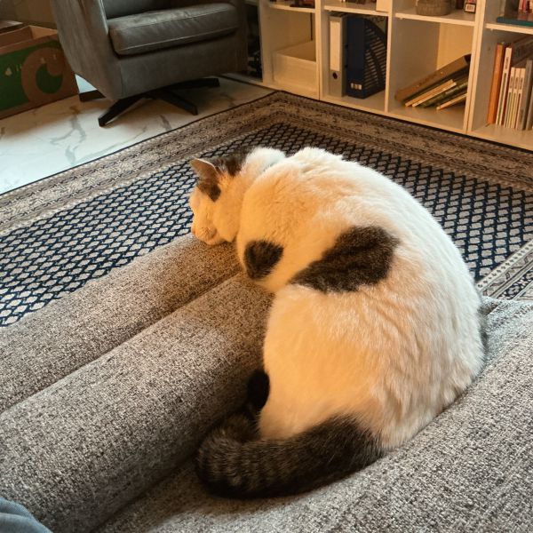 Yina, Pico uit Heemstede zoekt een Kattenoppas