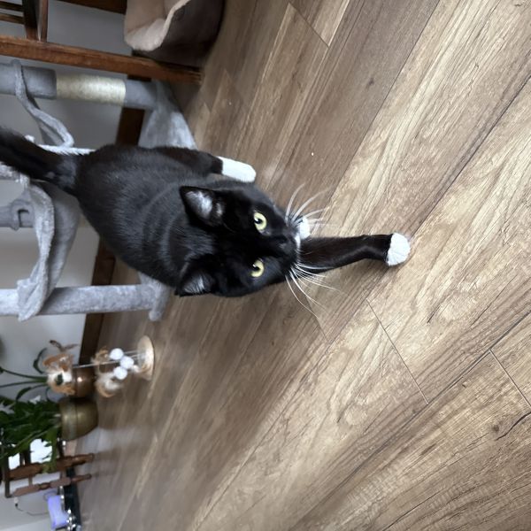 Mellow, Kattorze, Caramel uit Lemiers zoekt een Kattenoppas