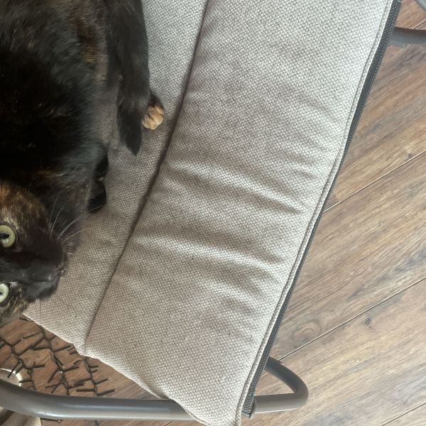 Pieter Bijkerk, Pieter Bijkerk uit Utrecht zoekt een Kattenoppas