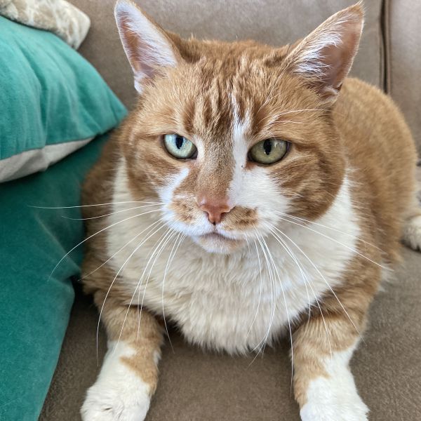 inca uit Vlissingen zoekt een Kattenoppas