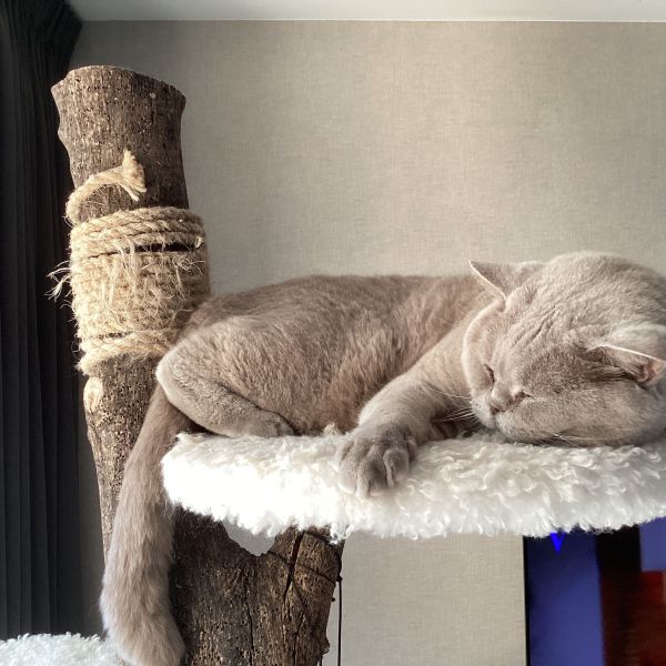 Guus, Momo uit Ijsselstein zoekt een Kattenoppas