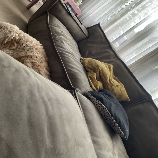 Huisdierenoppas Sep uit Rosmalen