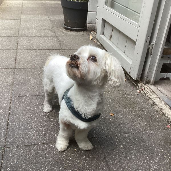 Puffie uit Gouda zoekt een Hondenoppas
