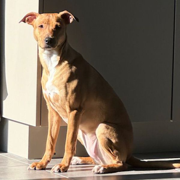 Pip uit Delft zoekt een Hondenoppas