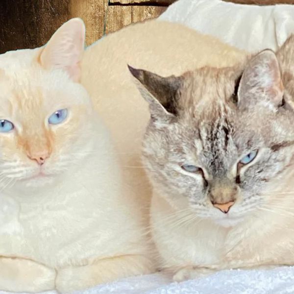 Nils, Rory uit Oude-Tonge zoekt een Kattenoppas