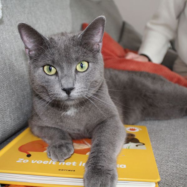 Boris uit Houten zoekt een Kattenoppas