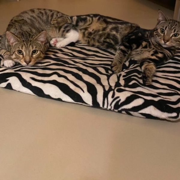 Tony en Fela uit Utrecht zoekt een Kattenoppas