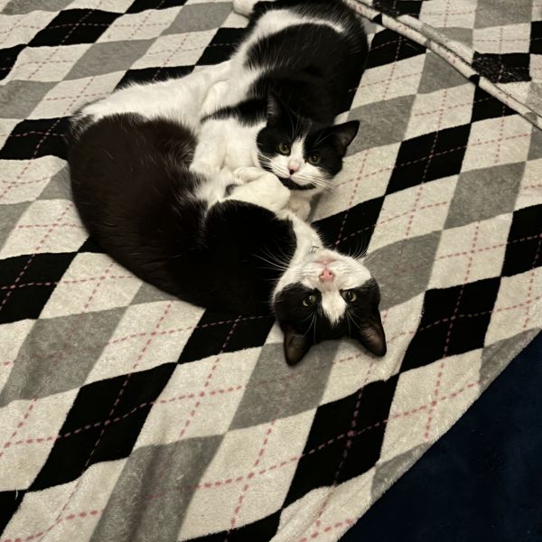 Sarabi, Floki uit Lopik zoekt een Kattenoppas