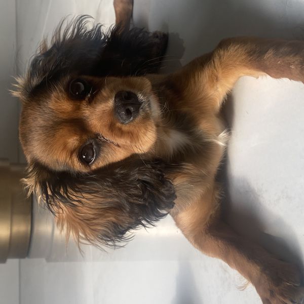 Hondenoppas Stephanie uit Zeewolde