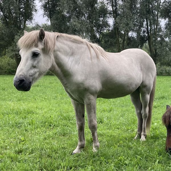 Birki, Kría, Saegola uit Maasbree zoekt een huisdierenoppas