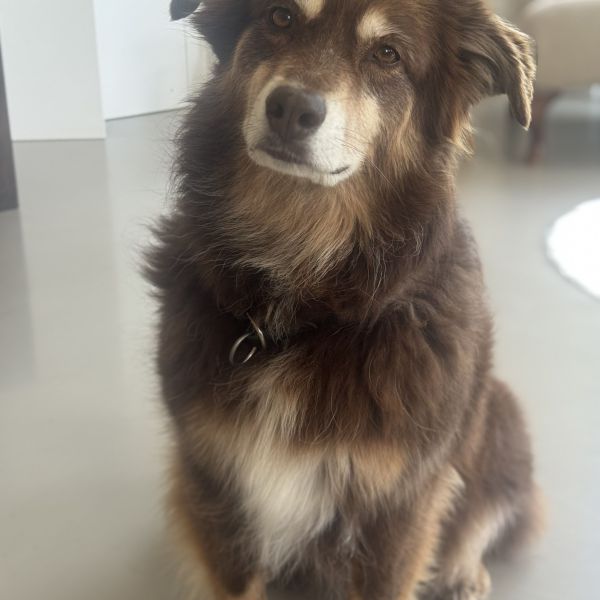 Travis, Travis uit Wierden zoekt een Hondenoppas
