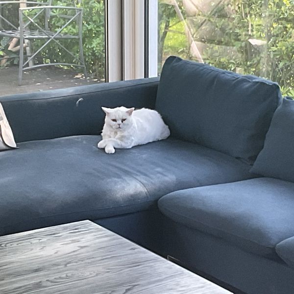 Eazy, Chilli, Ollie uit Zevenbergen zoekt een huisdierenoppas