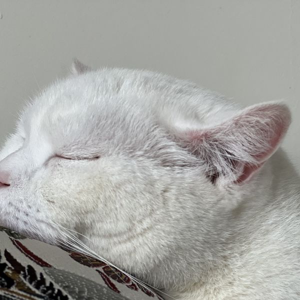 Elsa uit Wieringerwaard zoekt een Kattenoppas