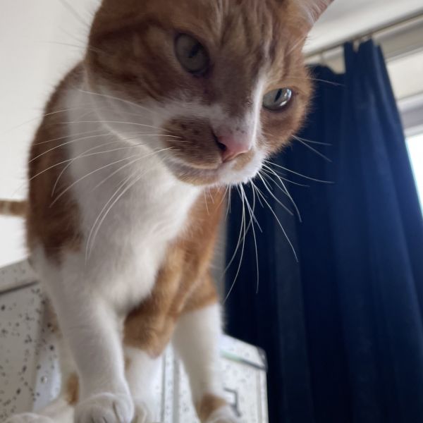 Cheeto, Cheddar uit Arnhem zoekt een Kattenoppas