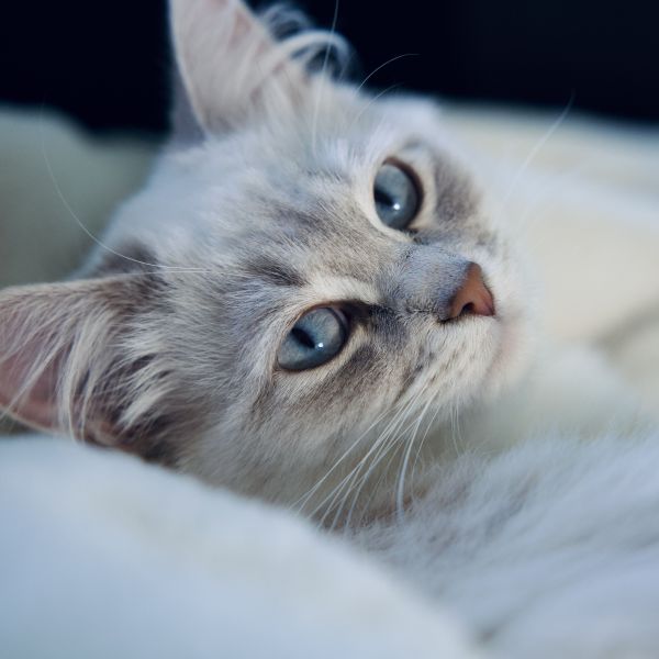 Puck uit Drachten zoekt een Kattenoppas