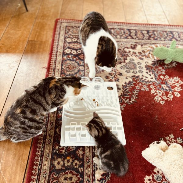 Leosaarenpatsy uit Haaksbergen zoekt een Kattenoppas