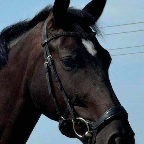 Xxxx uit Oudenbosch zoekt een Paardenverzorger