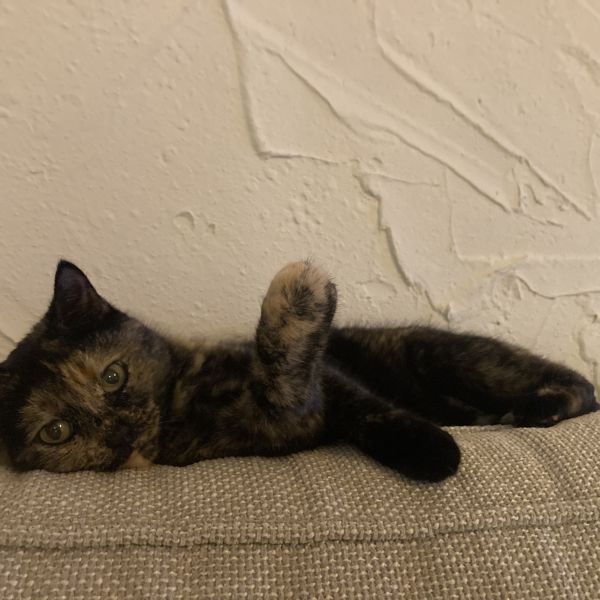 Banjo uit Milsbeek zoekt een Kattenoppas