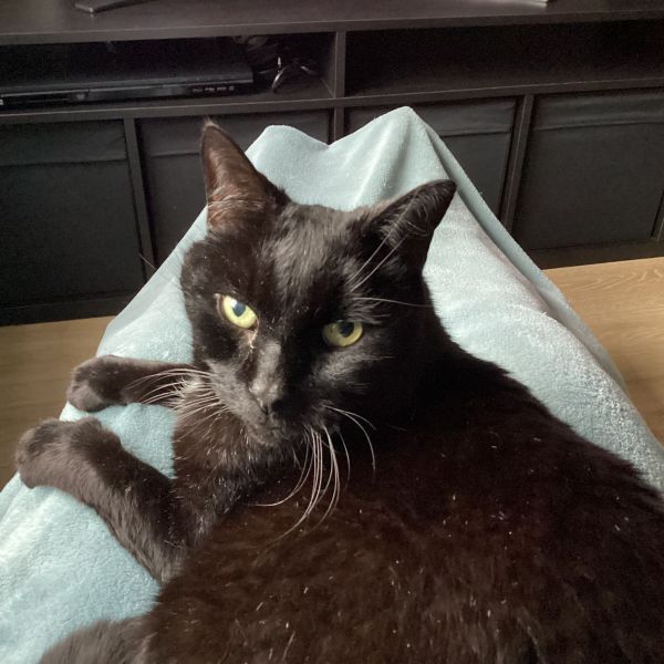 Droppie uit Bussum zoekt een Kattenoppas