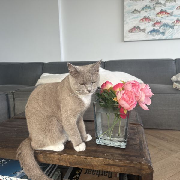 Snoetie uit Loosdrecht zoekt een Kattenoppas