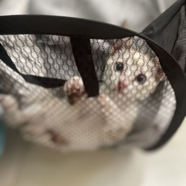 Huisdierenoppas Dina uit Krommenie