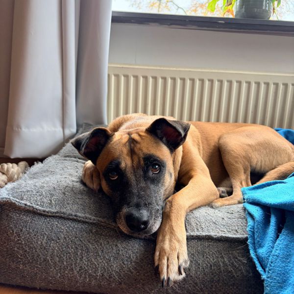 Zina uit Nijmegen zoekt een Hondenoppas