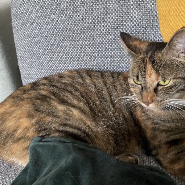 Merel, Vinny uit Eerbeek zoekt een Kattenoppas