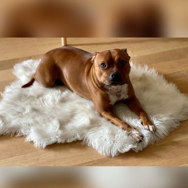 Ginger uit Prinsenbeek zoekt een Hondenoppas
