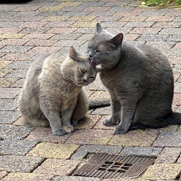 Grey & Smokey, Grey & Smokey uit Oosterhout zoekt een Kattenoppas