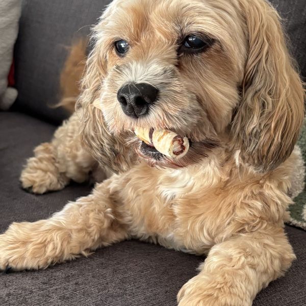 Pepper uit Krimpen Aan Den Ijssel zoekt een Hondenoppas