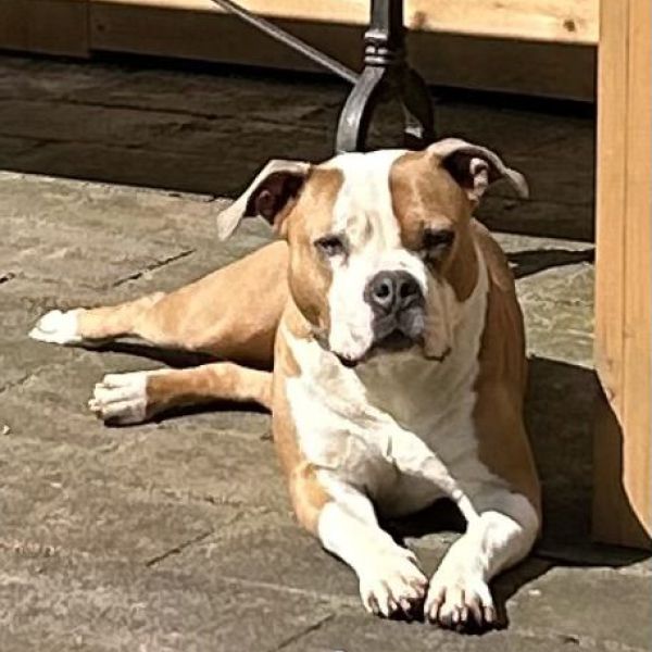 Pebbles uit Winschoten zoekt een Hondenoppas