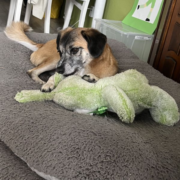 Jolie uit Amersfoort zoekt een Hondenoppas