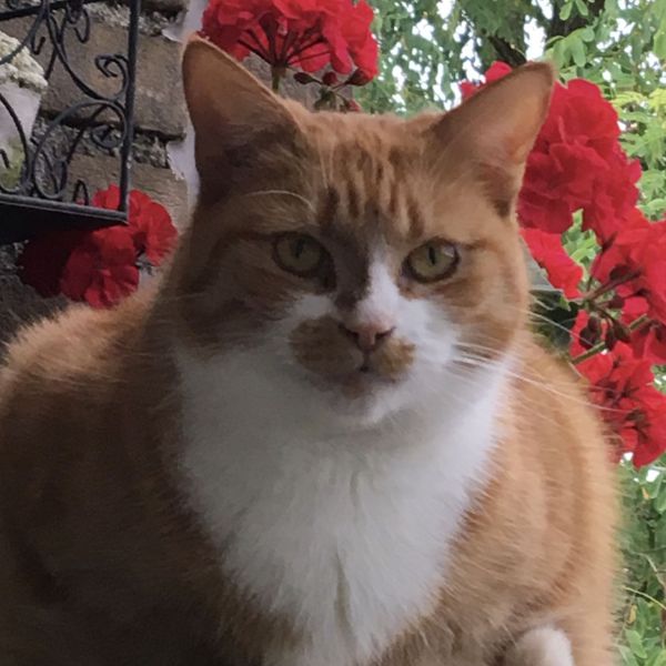 Noortje uit Zevenaar zoekt een Kattenoppas