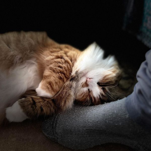 Kiwi uit Gouda zoekt een Kattenoppas