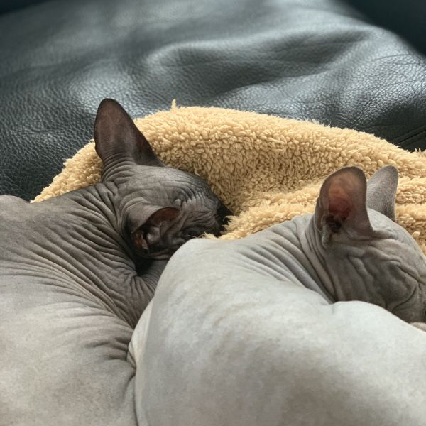 Roman, Pasha uit Noordhoek zoekt een Kattenoppas