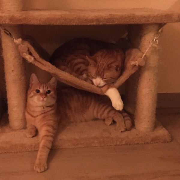 Kit, Kat, Mini Mouse uit Voorthuizen zoekt een Kattenoppas