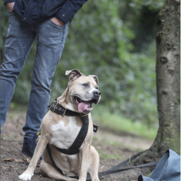 Eevy uit Baarn zoekt een Hondenoppas