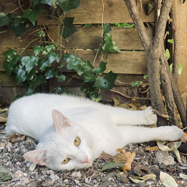Wabi, Sabi uit Utrecht zoekt een Kattenoppas