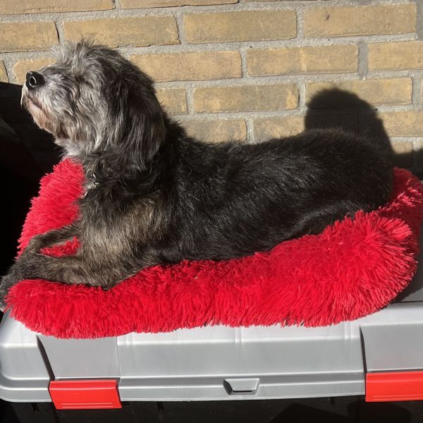 Tess uit Bitgummole zoekt een Hondenoppas