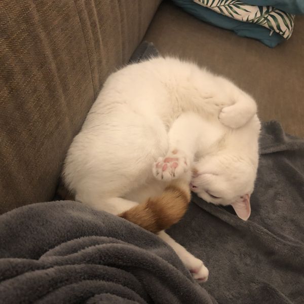 Lucas uit Wierden zoekt een Kattenoppas