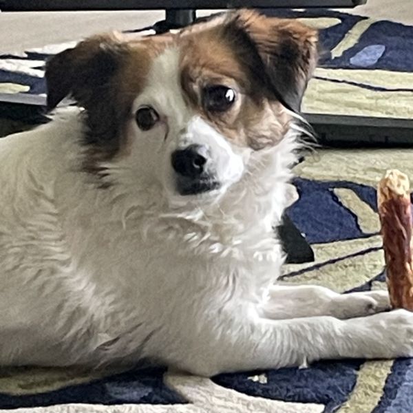 Nala uit Utrecht zoekt een Hondenoppas