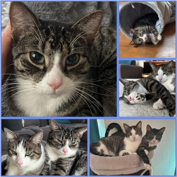 Tom en Max uit 'S-Gravenhage zoekt een Kattenoppas