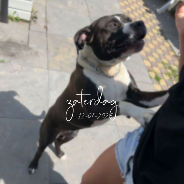 Hondenoppas Tiffany uit Den Haag