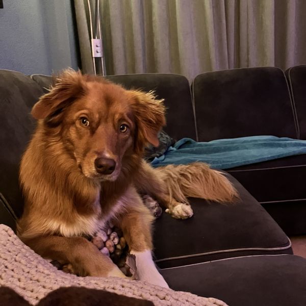 Sunny, Sunny uit Tilburg zoekt een Hondenoppas