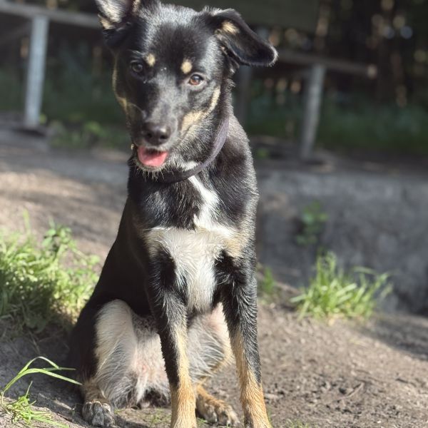 Pixie uit Sommelsdijk zoekt een Hondenoppas