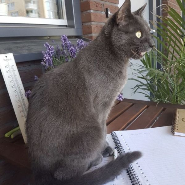 Teddy uit Enschede zoekt een Kattenoppas