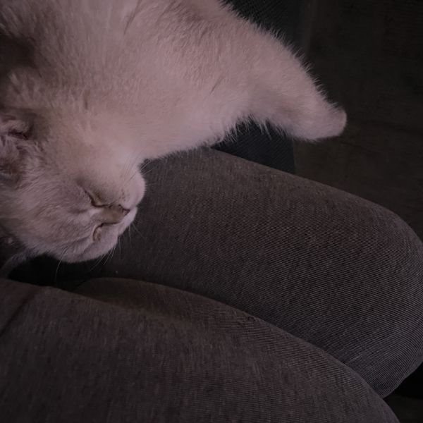 Mavis uit Barendrecht zoekt een Kattenoppas