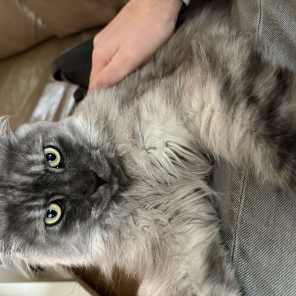 Fester uit Deil zoekt een Kattenoppas