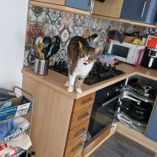 Minoesh uit Almere zoekt een Kattenoppas