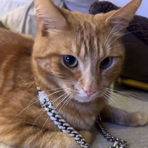 Huisdierenoppas Ivory uit Hendrik-Ido-Ambacht